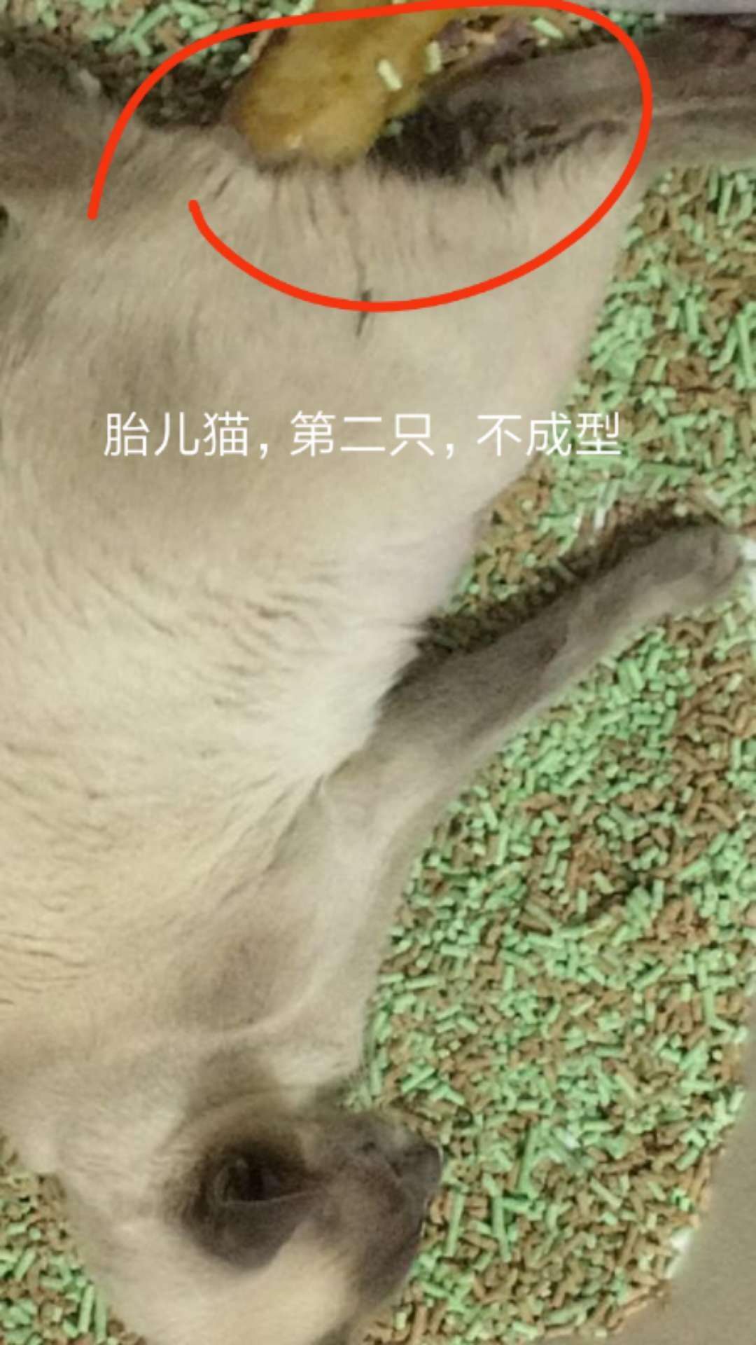 猫死胎流产早产的话,那其余正常的胎儿会继续等到正常