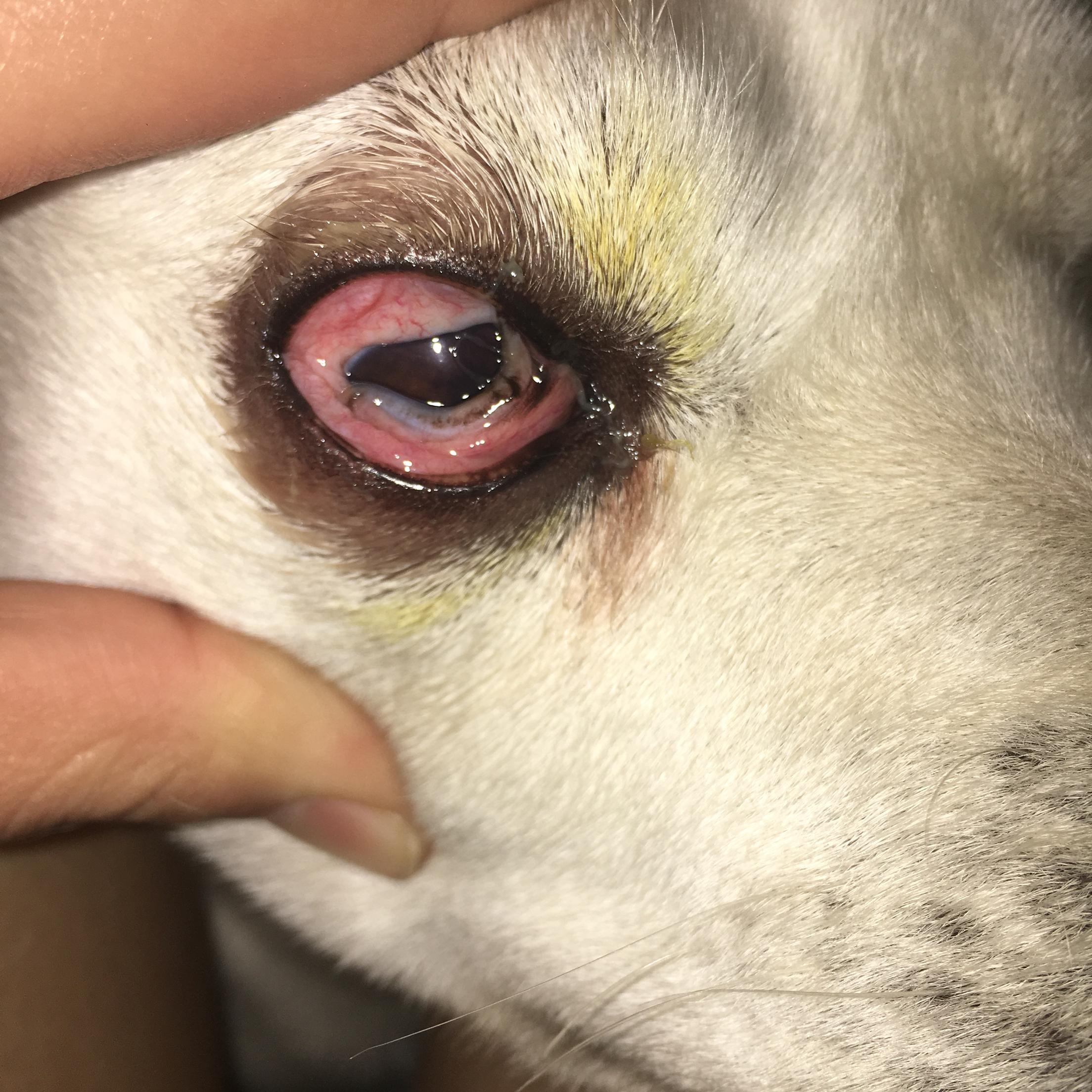 狗眼被抓伤.(角膜炎?
