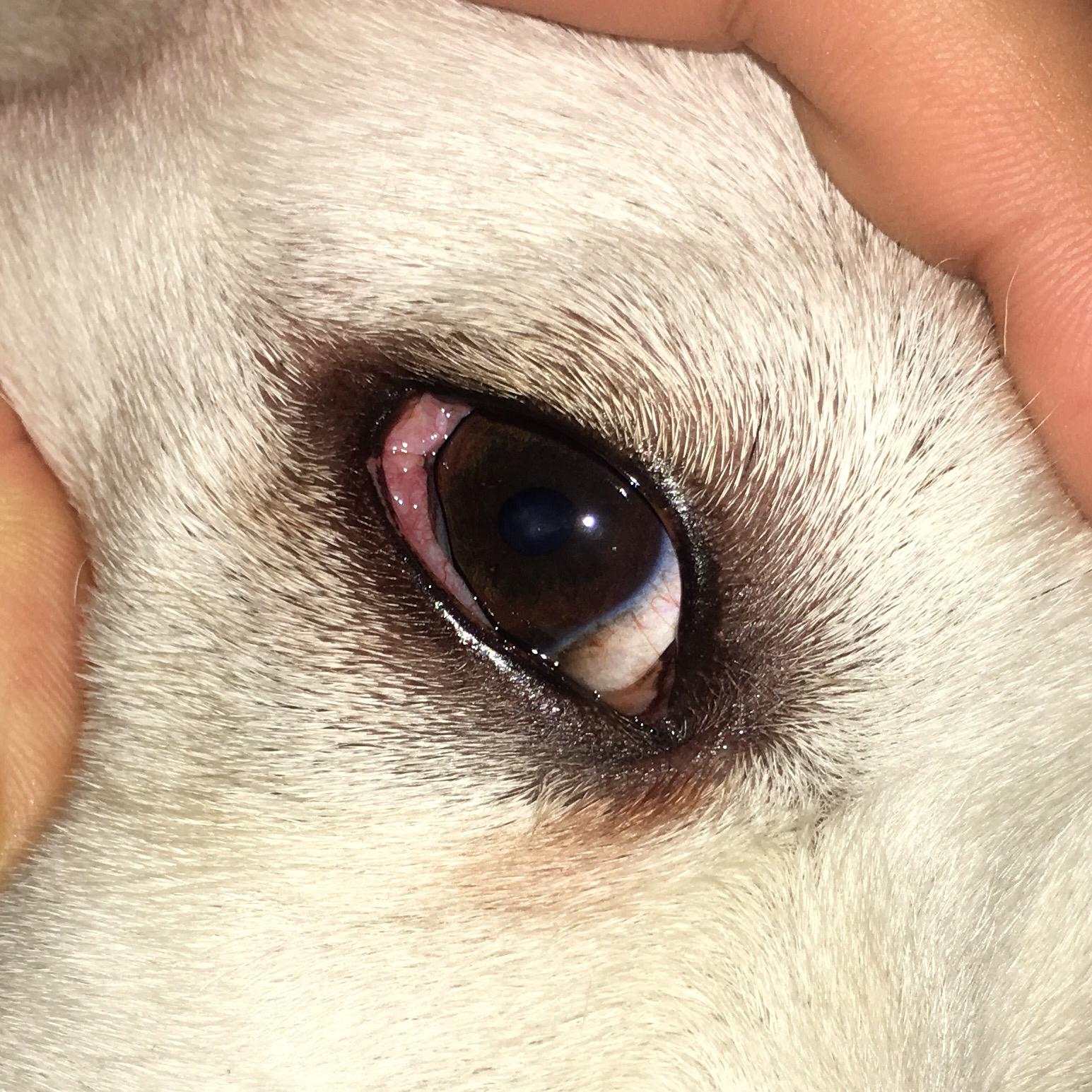狗眼被抓伤.(角膜炎?