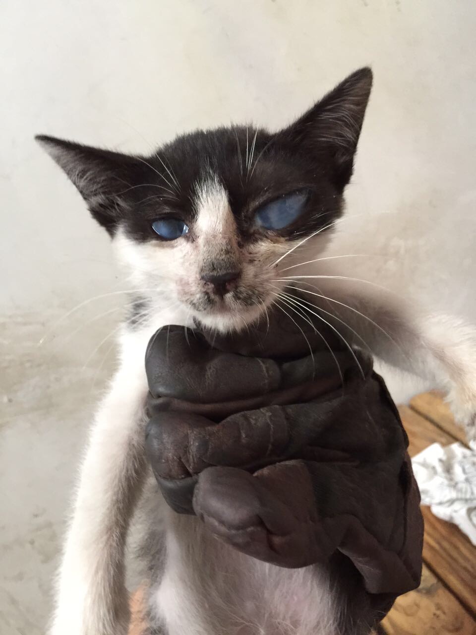 小猫眼睛肿了 一层蓝色的膜 看不到眼球了