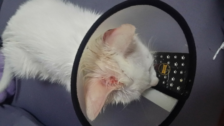 三个月大小猫咪耳部皮肤病难治愈