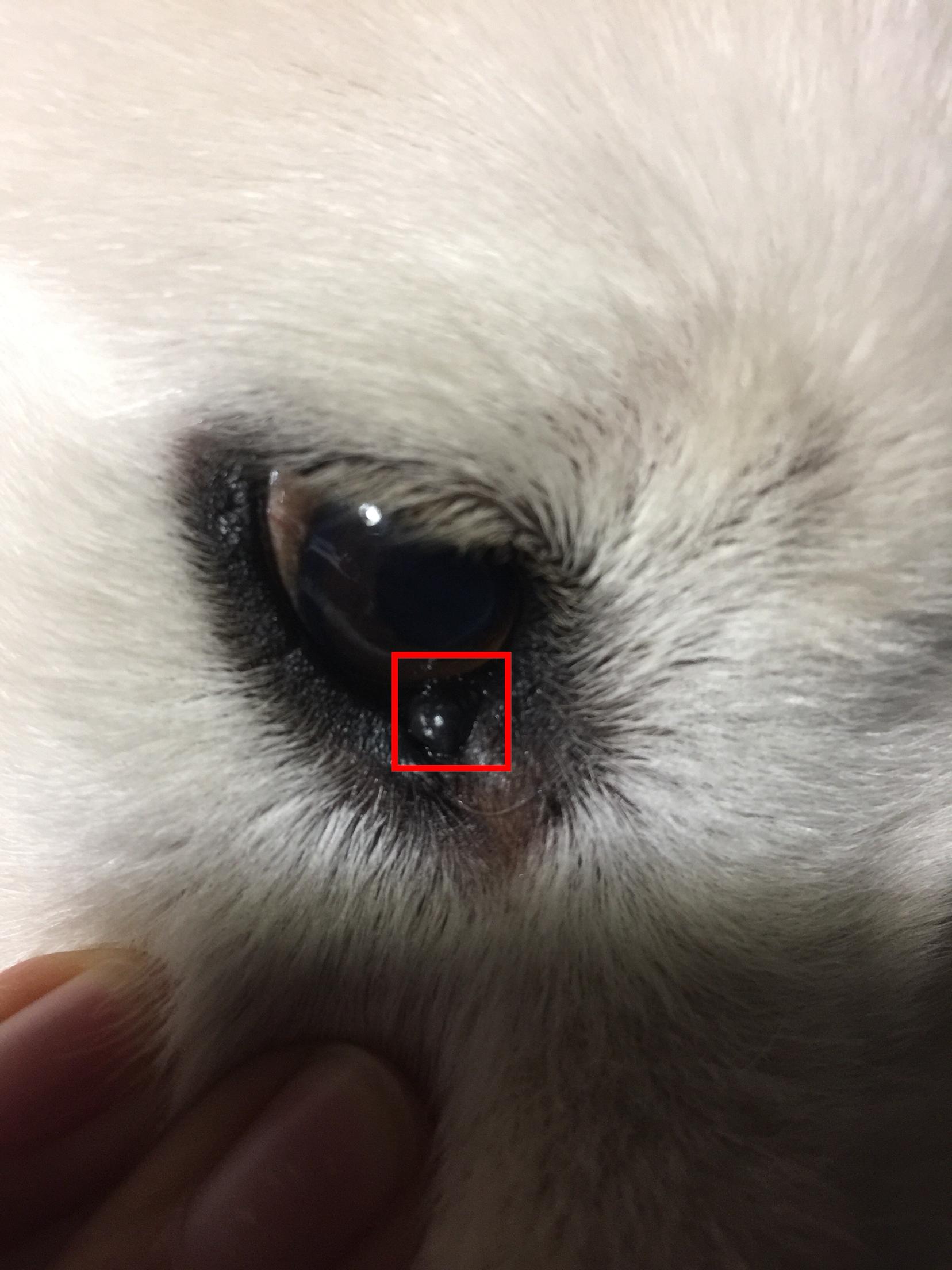 狗狗眼睛生了黑色小肉球