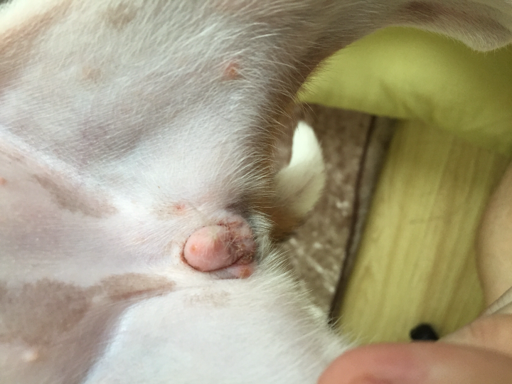 三个月大小土狗尿尿处出现红肿