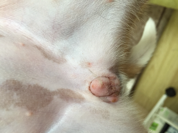三个月大小土狗尿尿处出现红肿