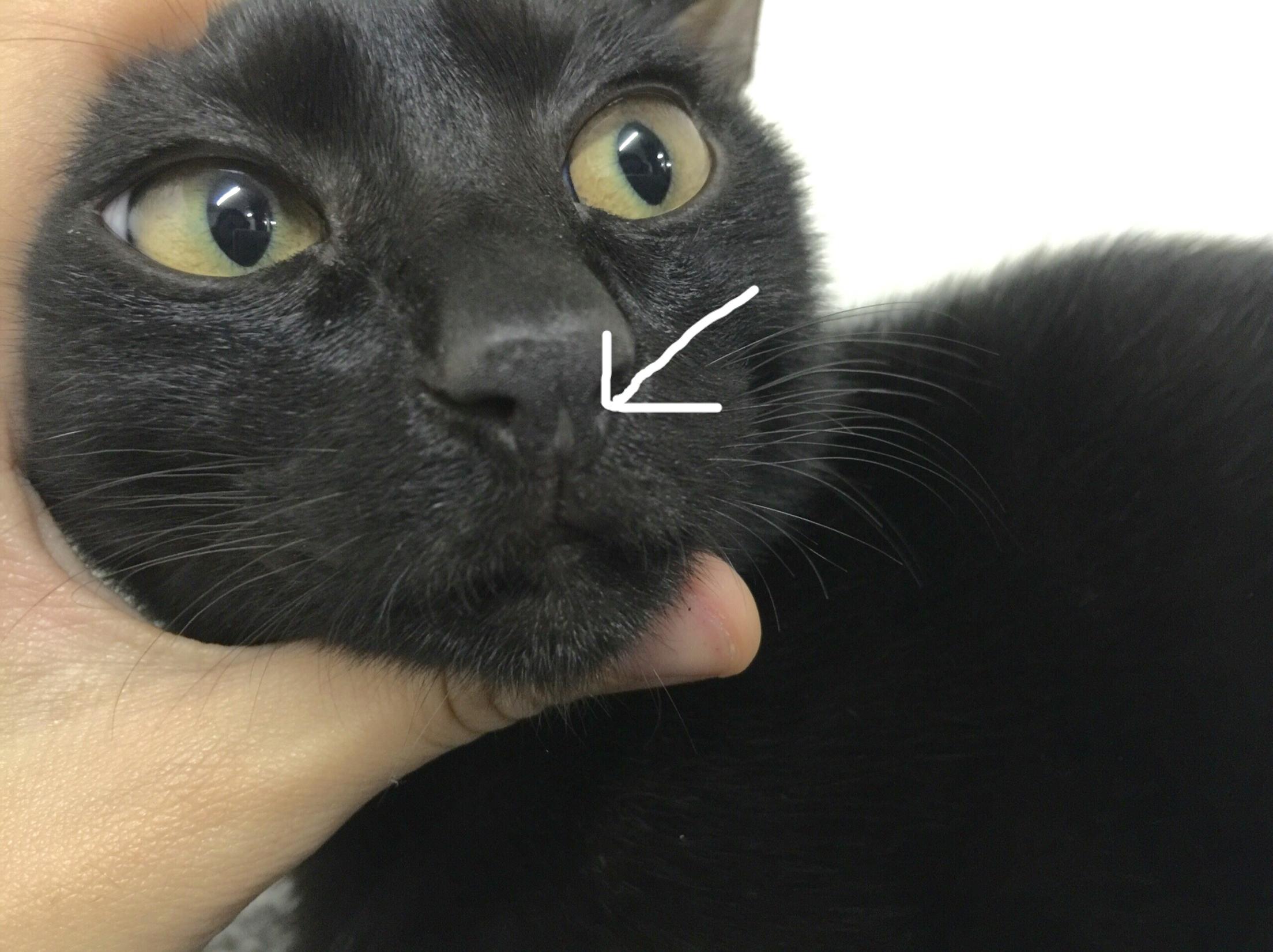 猫咪的鼻子前端露出了粉肉