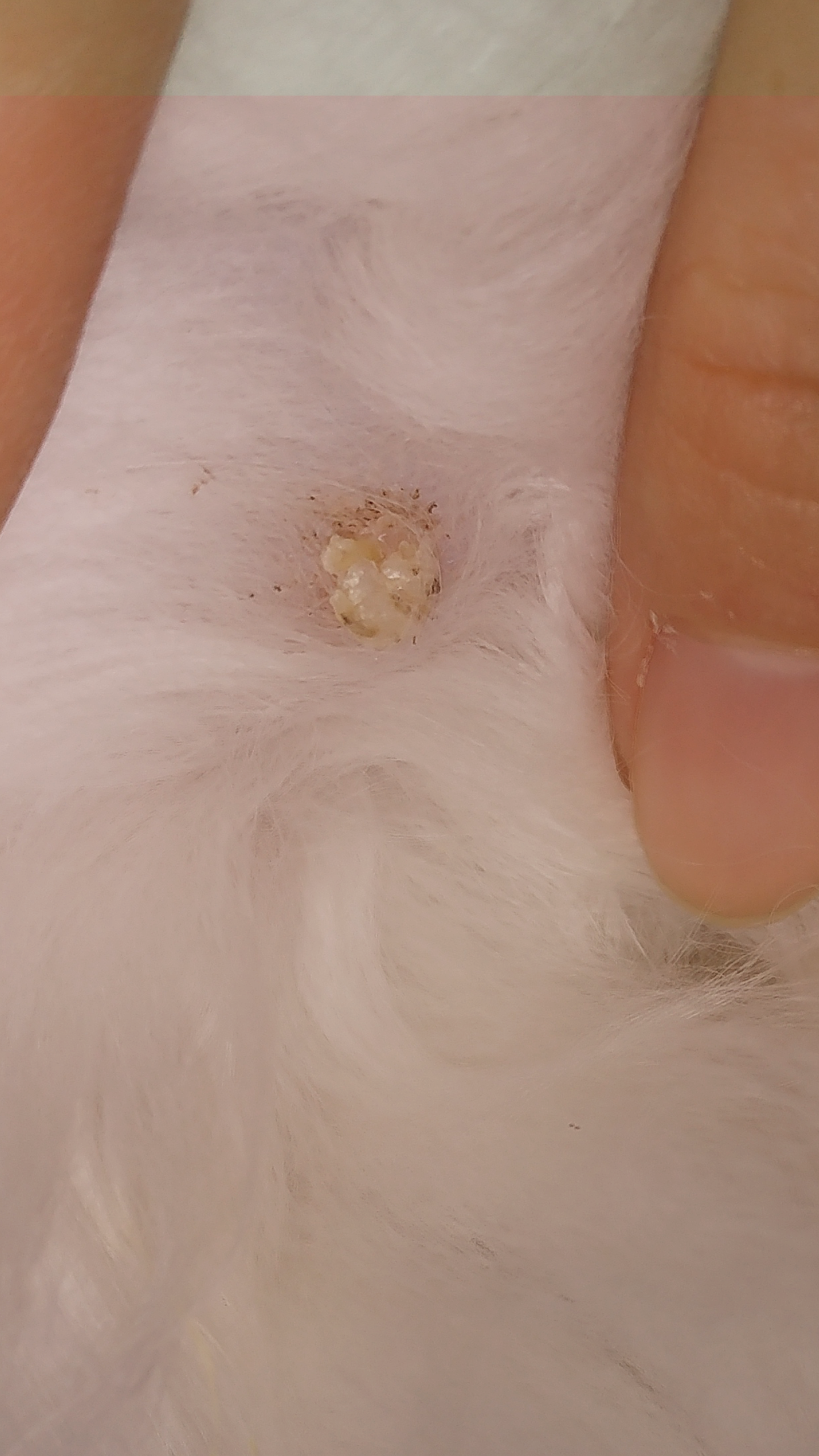 猫猫屁屁,菊花下面靠近腿根的地方有个白色的硬块.