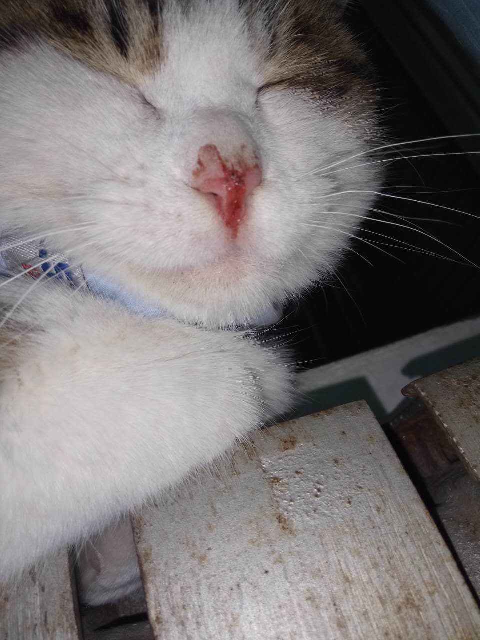 猫咪鼻子撞破皮了