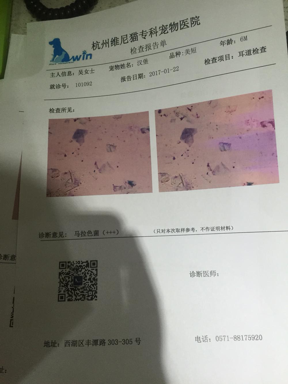 汉堡有滴虫我该怎么办