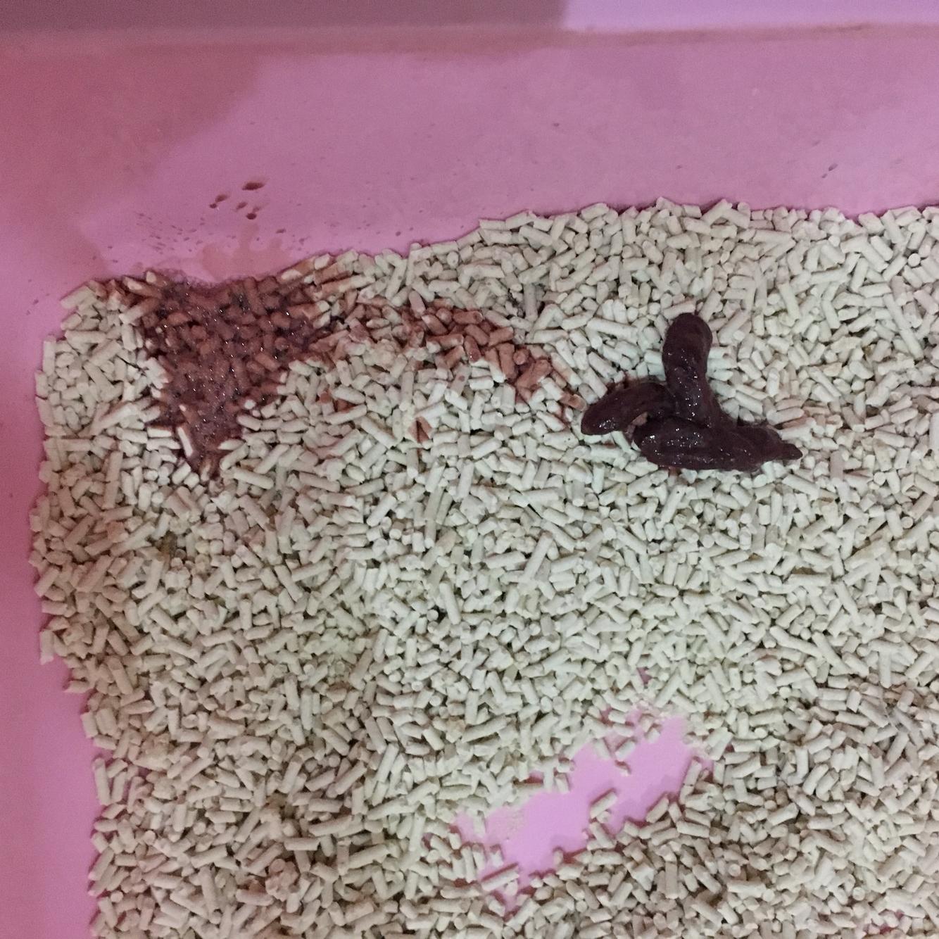 猫吐血拉血不吃东西,医院检查不出病因