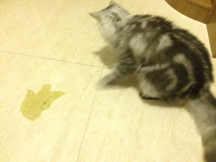 猫咪呕吐!