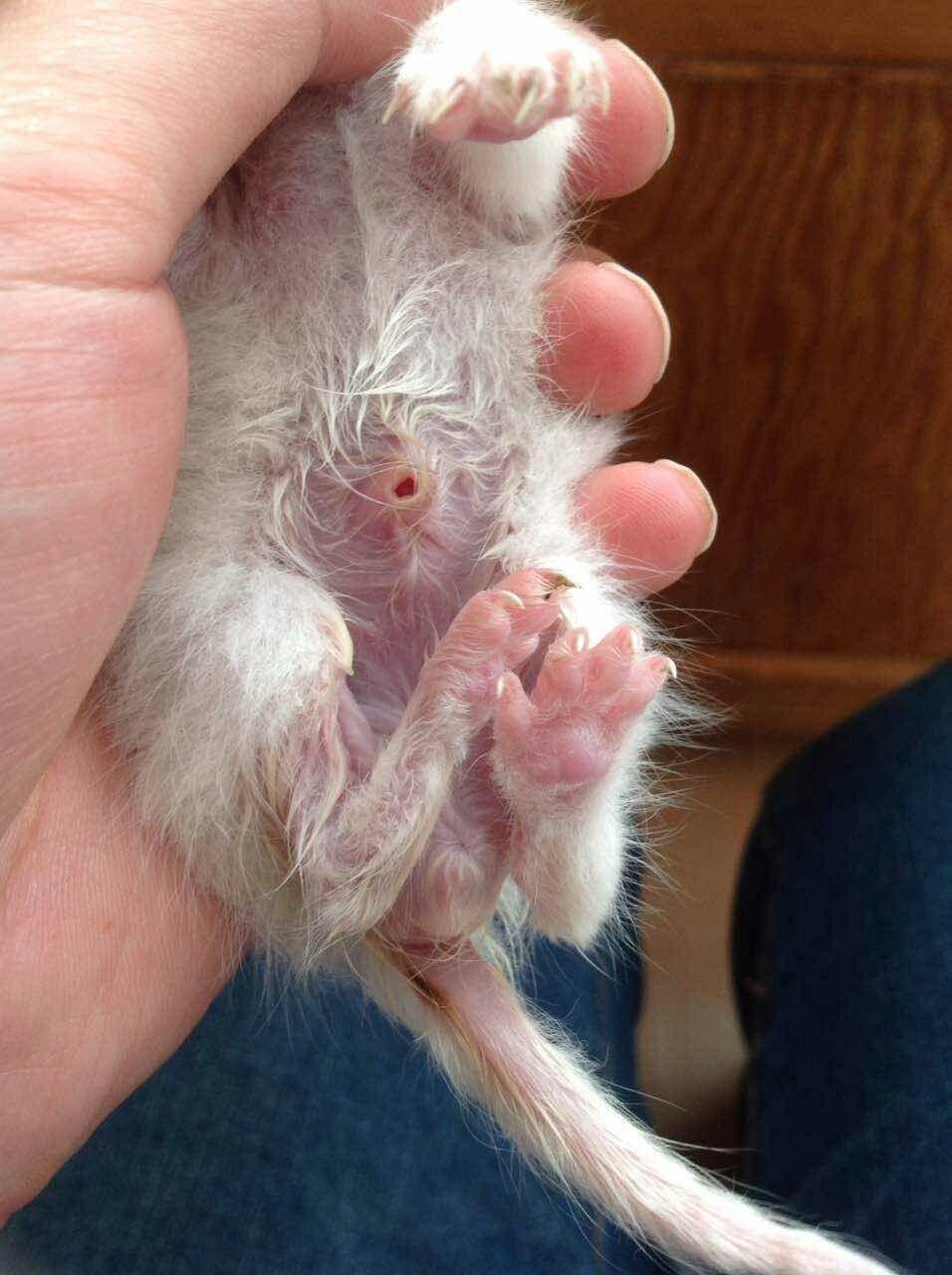 新生小猫肚脐有洞流水