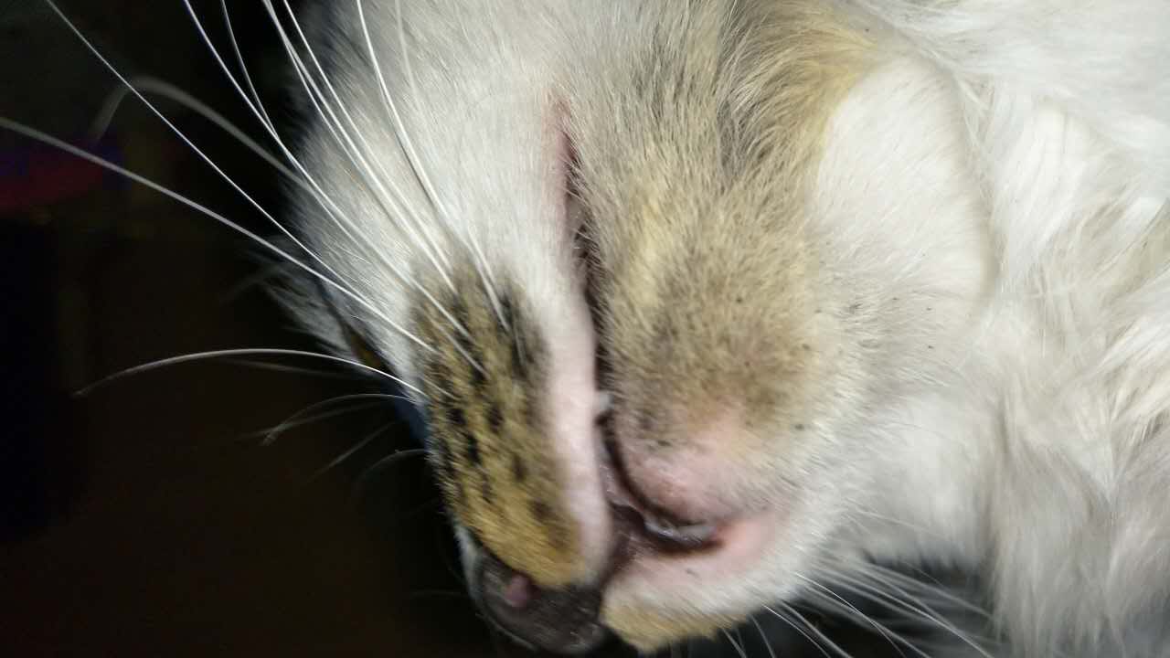 猫咪有黑下巴,应该怎么治疗,用炉甘石洗剂可以吗