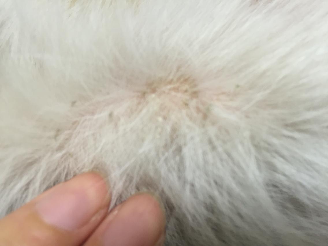 猫咪皮肤上有皮屑会不会是猫藓