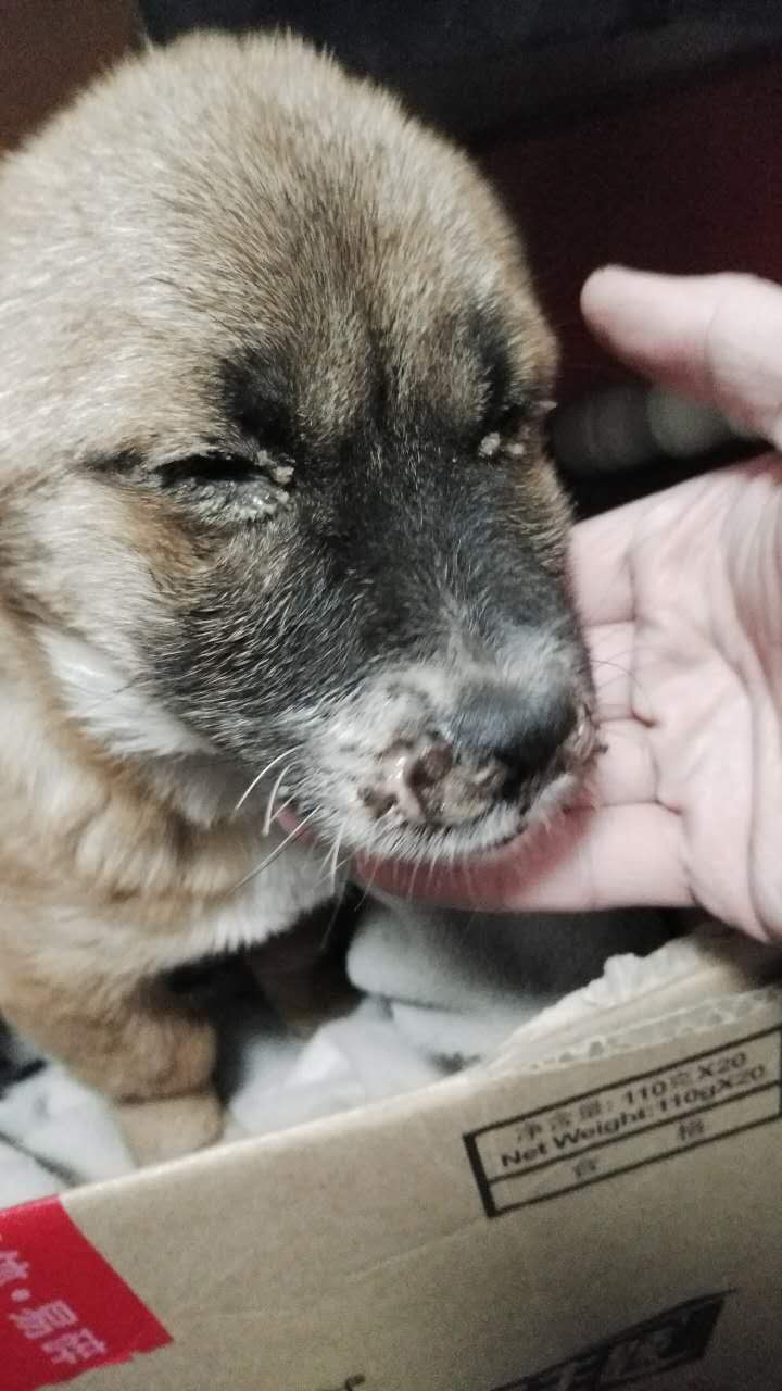 流浪狗鼻子腐烂化脓