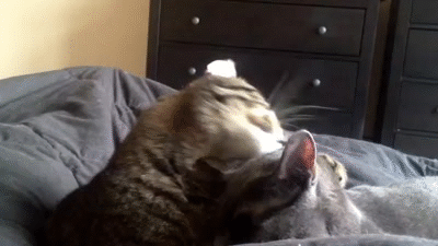 舔个手手~   舔别猫的手手   舔舔别猫的头~   我舔得多好,那喵一脸醉