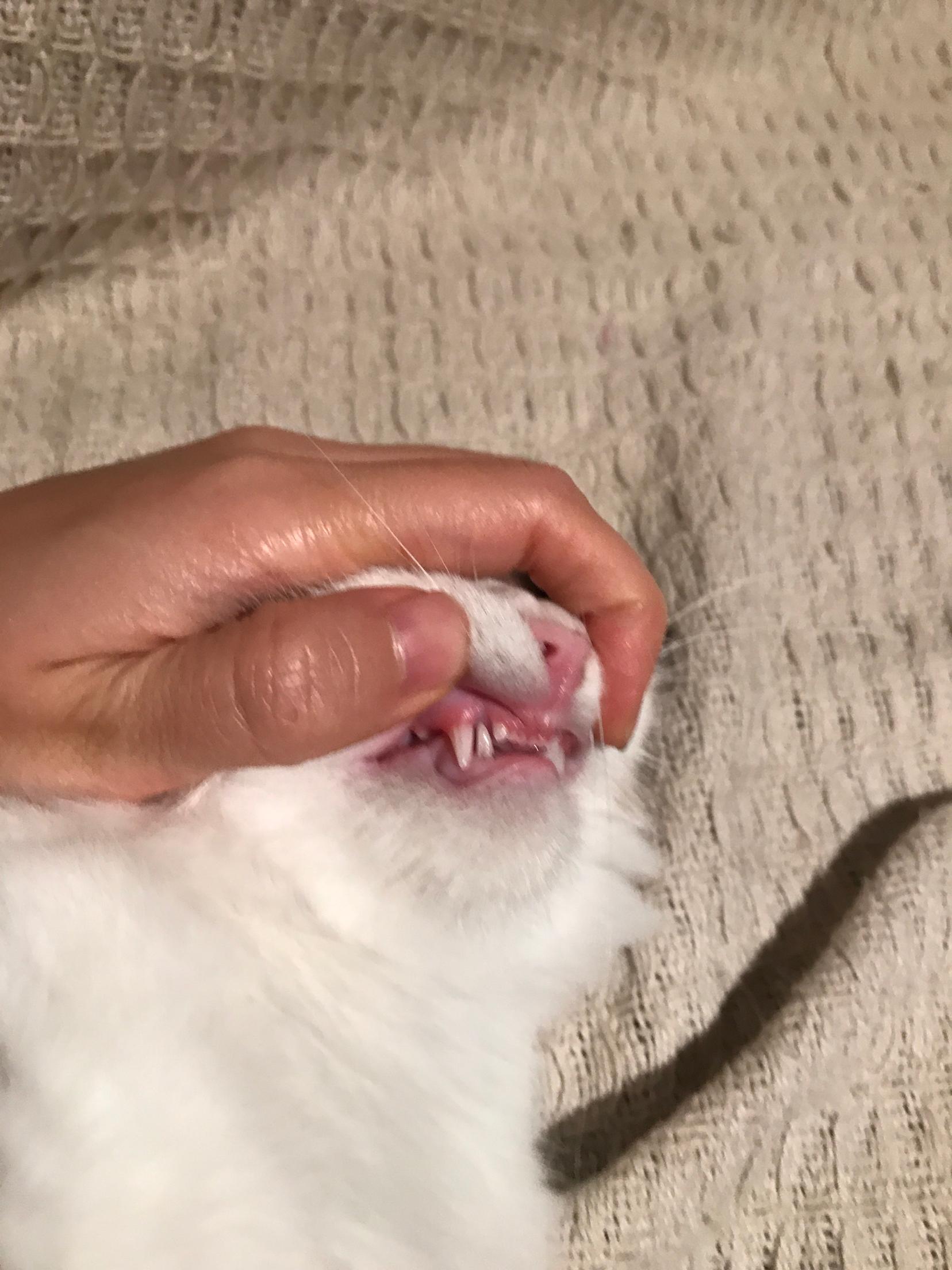关于毛猫换牙的问题