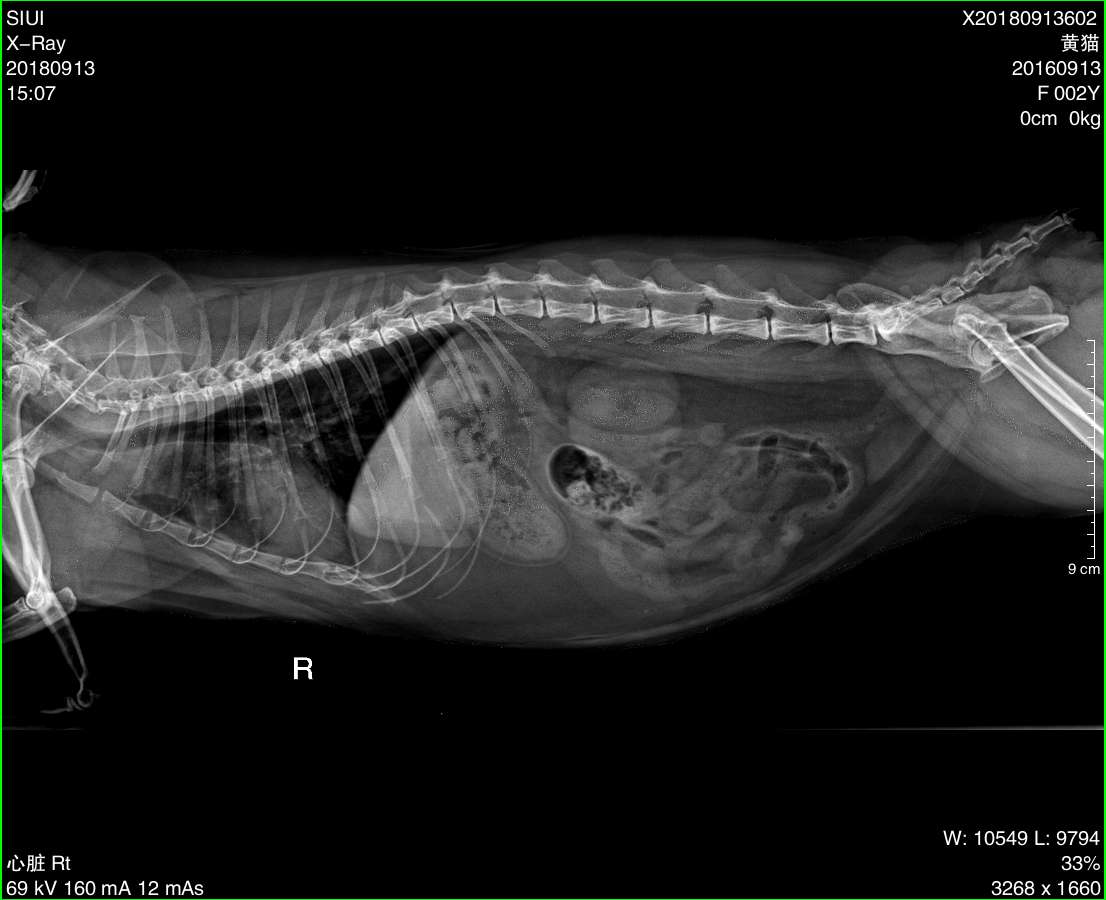 医生 下面是x光的图片 说猫咪纵隔那里模糊 医生说他说不出原因来