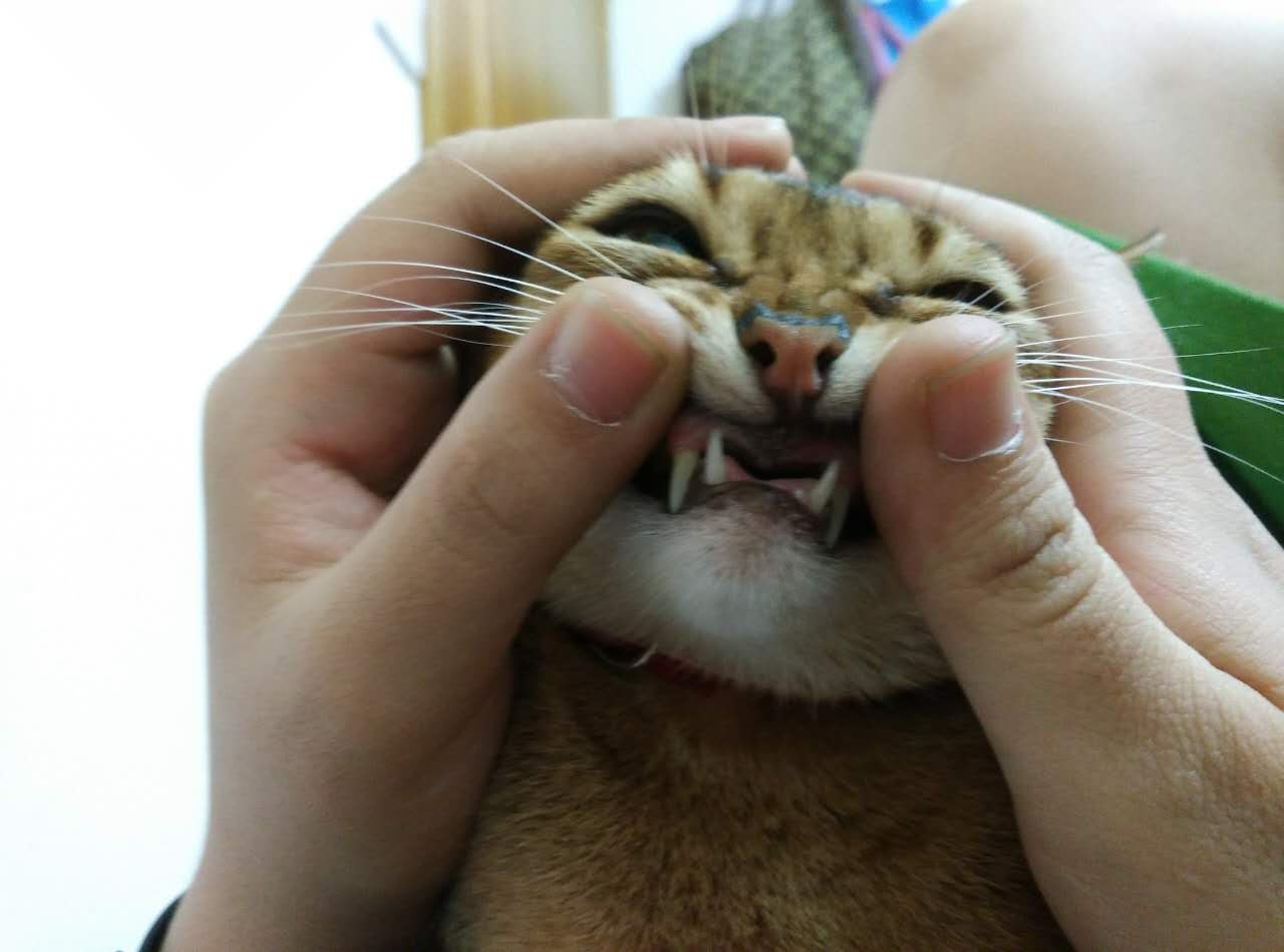 猫咪没有上下恒牙是怎么回事?