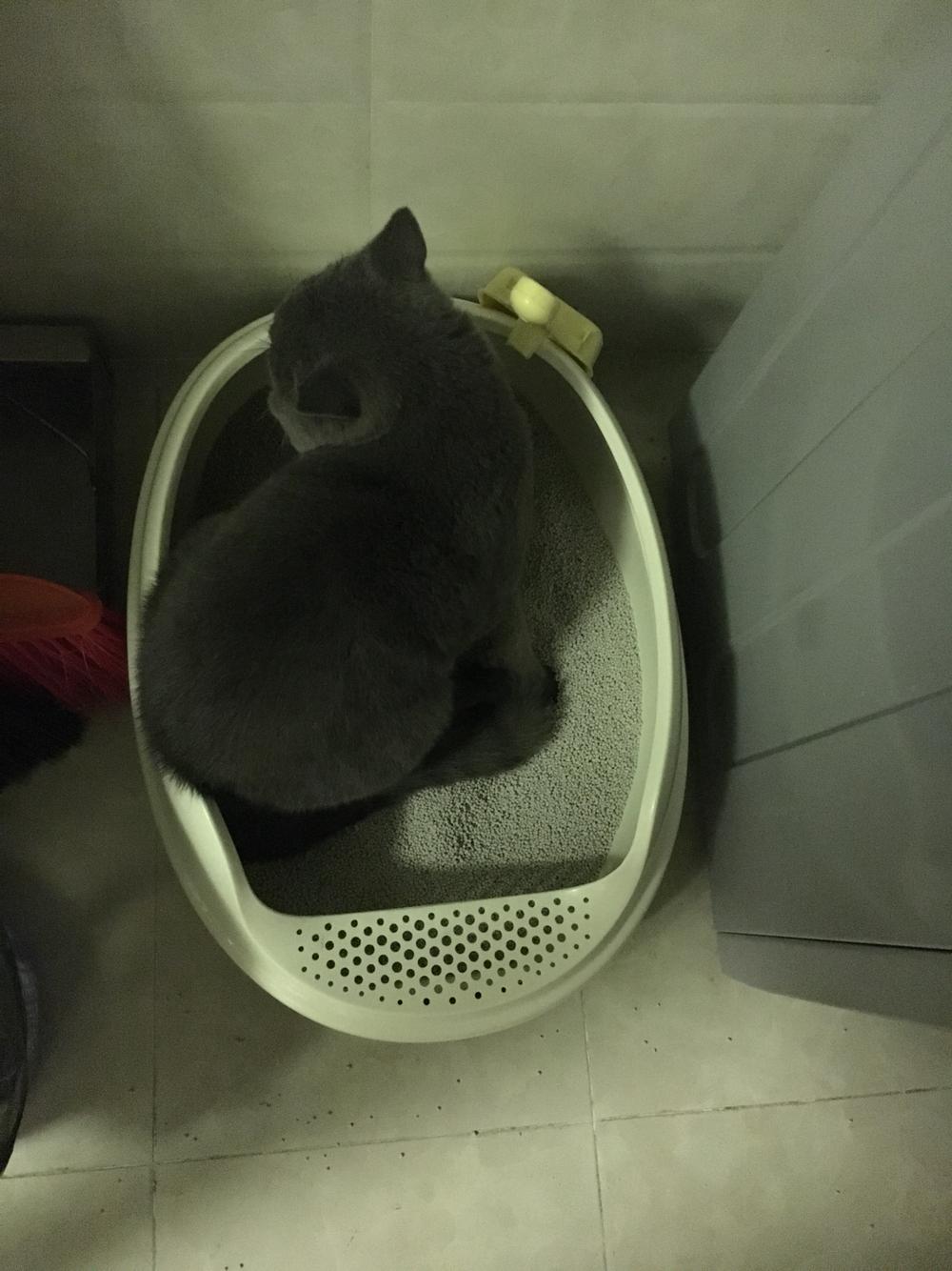 6个月绝育公猫突然开始拉便便在猫砂盆外 6个月绝育公猫突然开始拉便便在猫砂盆外