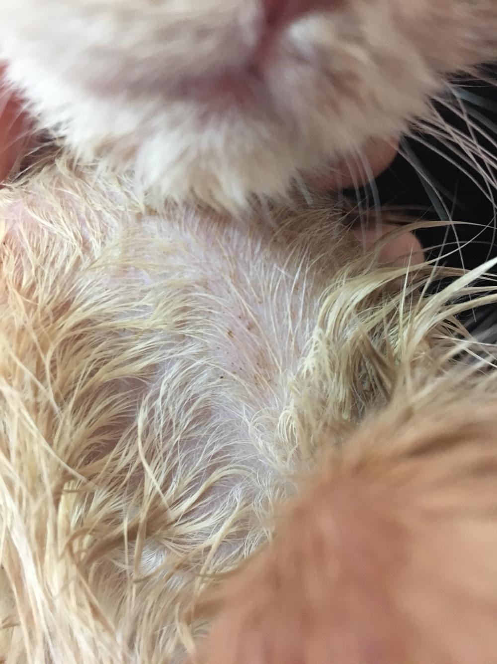 猫身上生猫癣的皮肤在用药一段时间后(三星期左右)发现了褐色