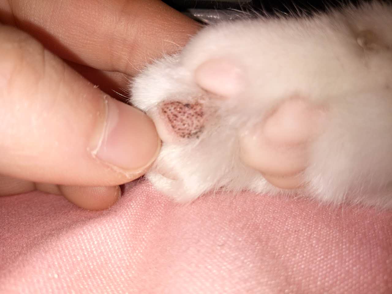 猫咪脚底的肉垫有黑色的点点