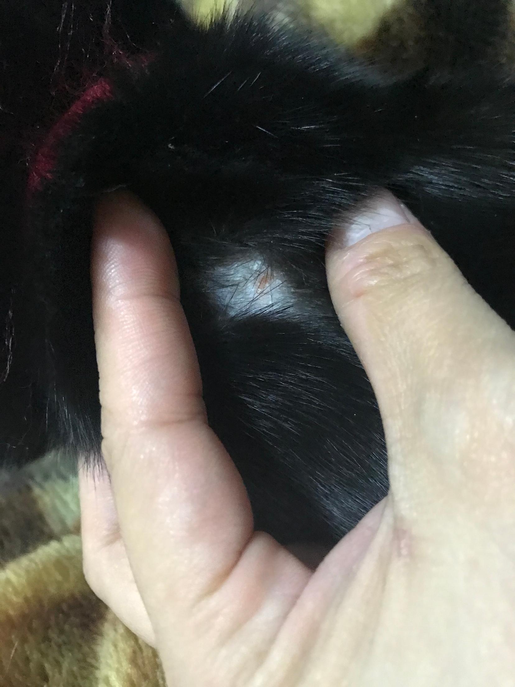 猫咪脖子有上一小块掉毛