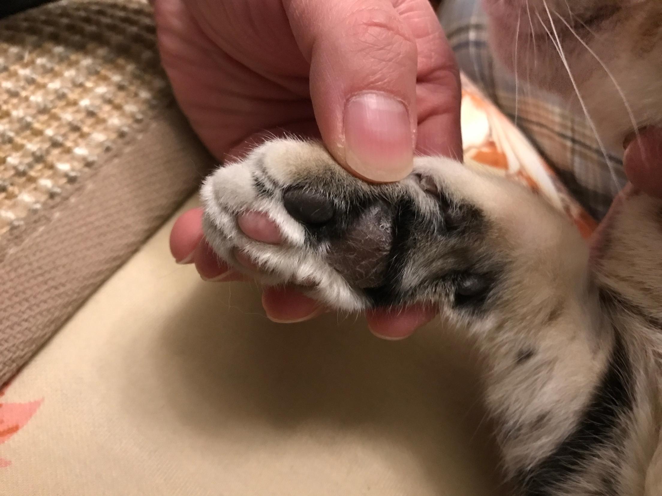 肉垫脱皮