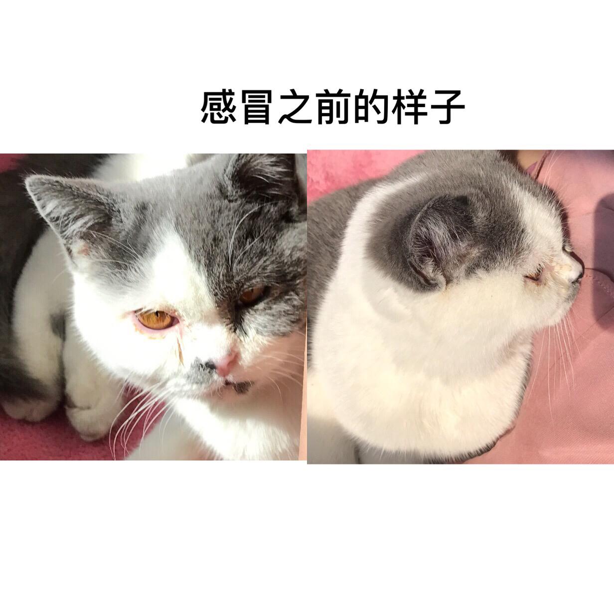 猫咪眼睛发炎