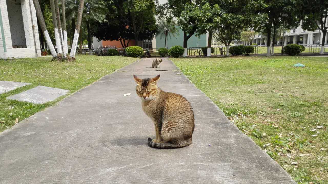 校园流浪猫口腔不适流口水暴瘦