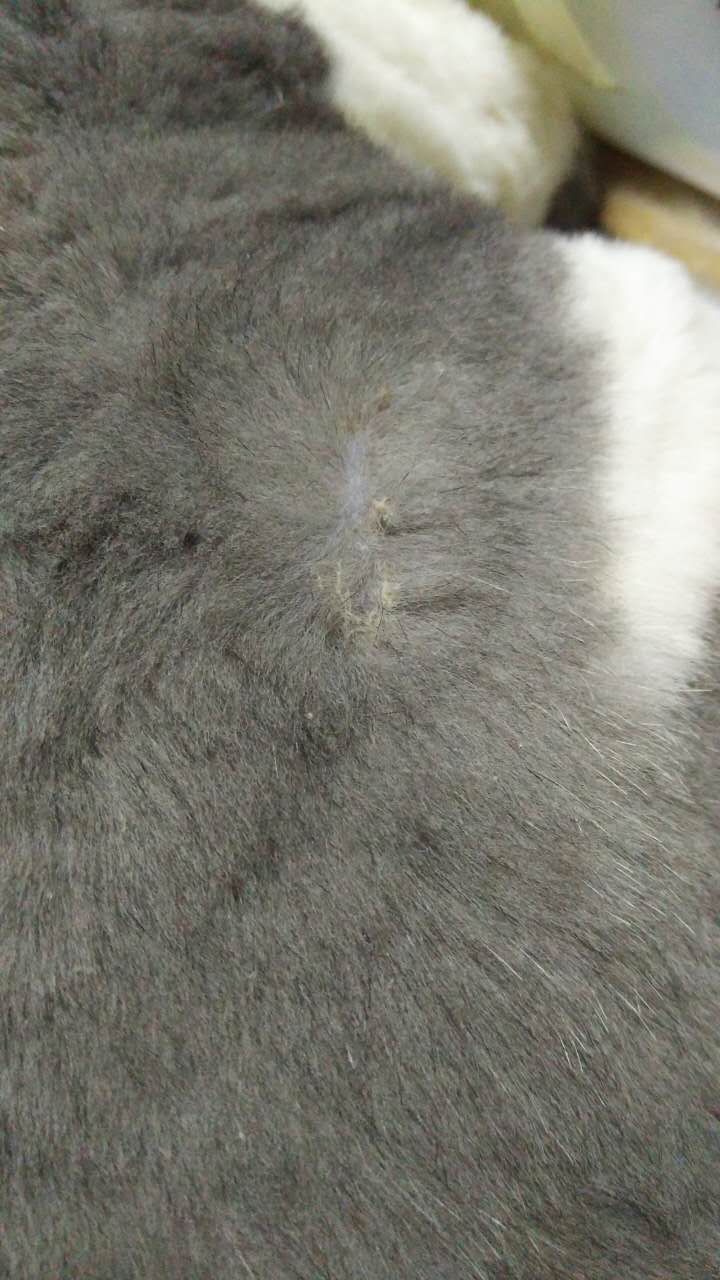 猫咪皮肤大面积真菌感染