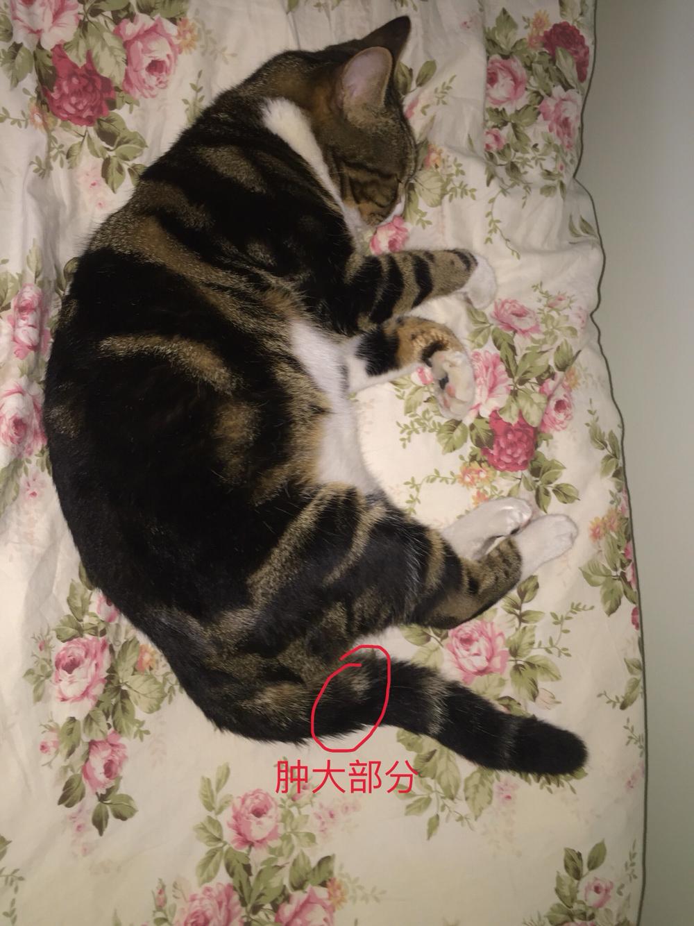 尾巴有奇怪伤痕,伤痕所在骨节肿大! 尾巴有奇怪伤痕,伤痕所在骨节肿大!