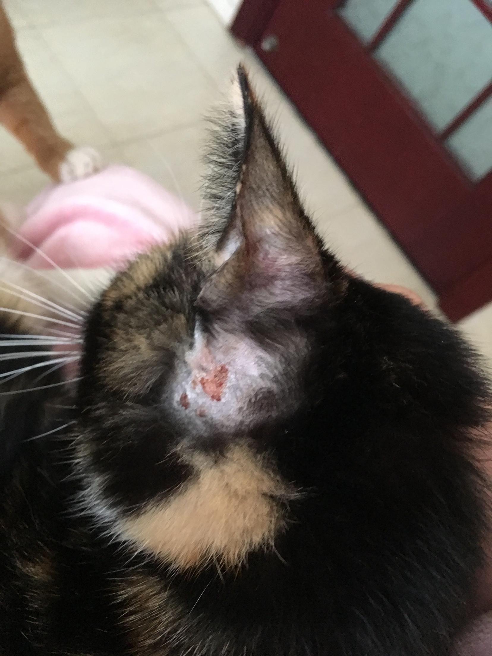 这是真菌感染么?可是猫咪不痒啊!