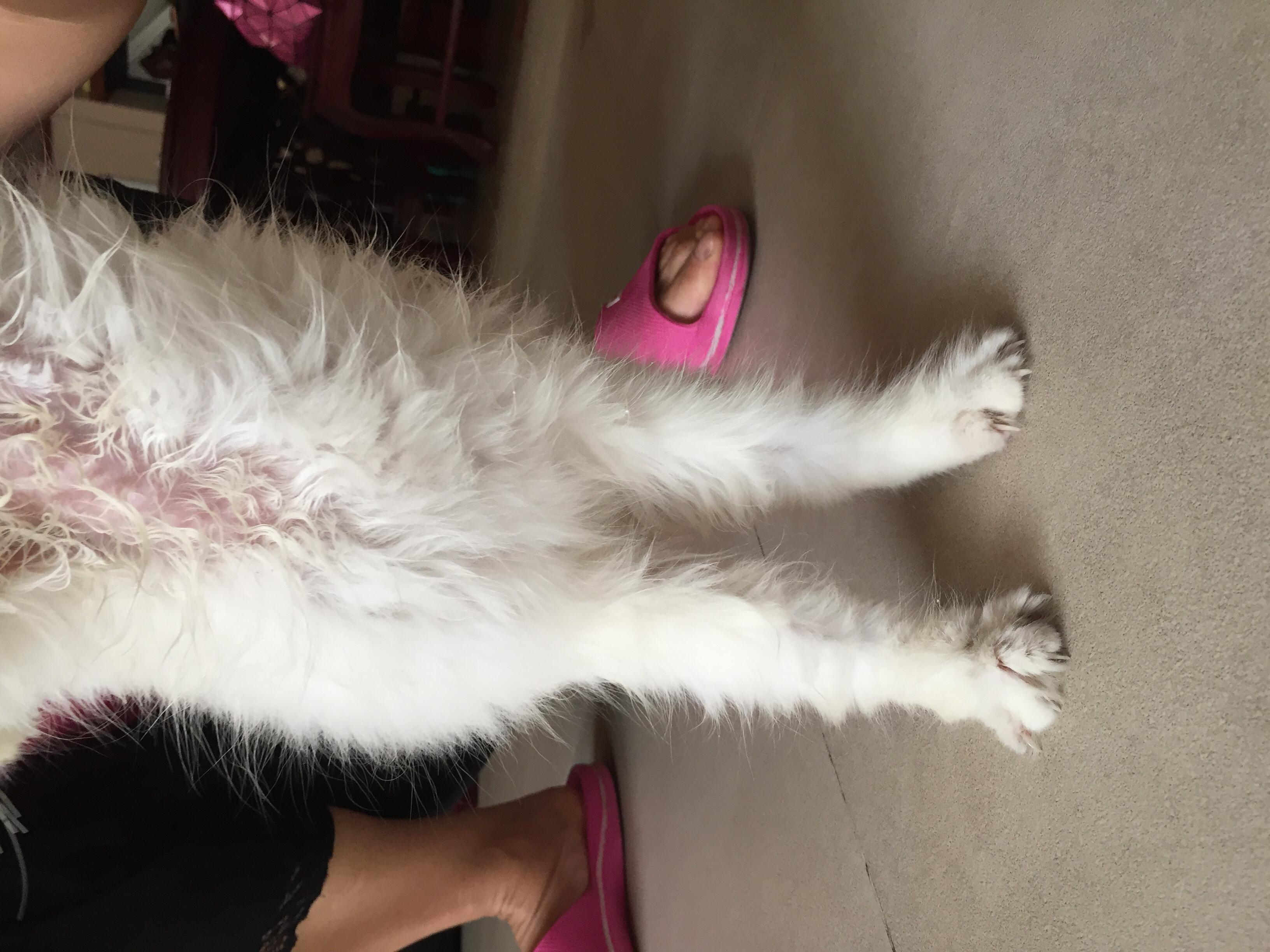 小猫肚子鼓的很大