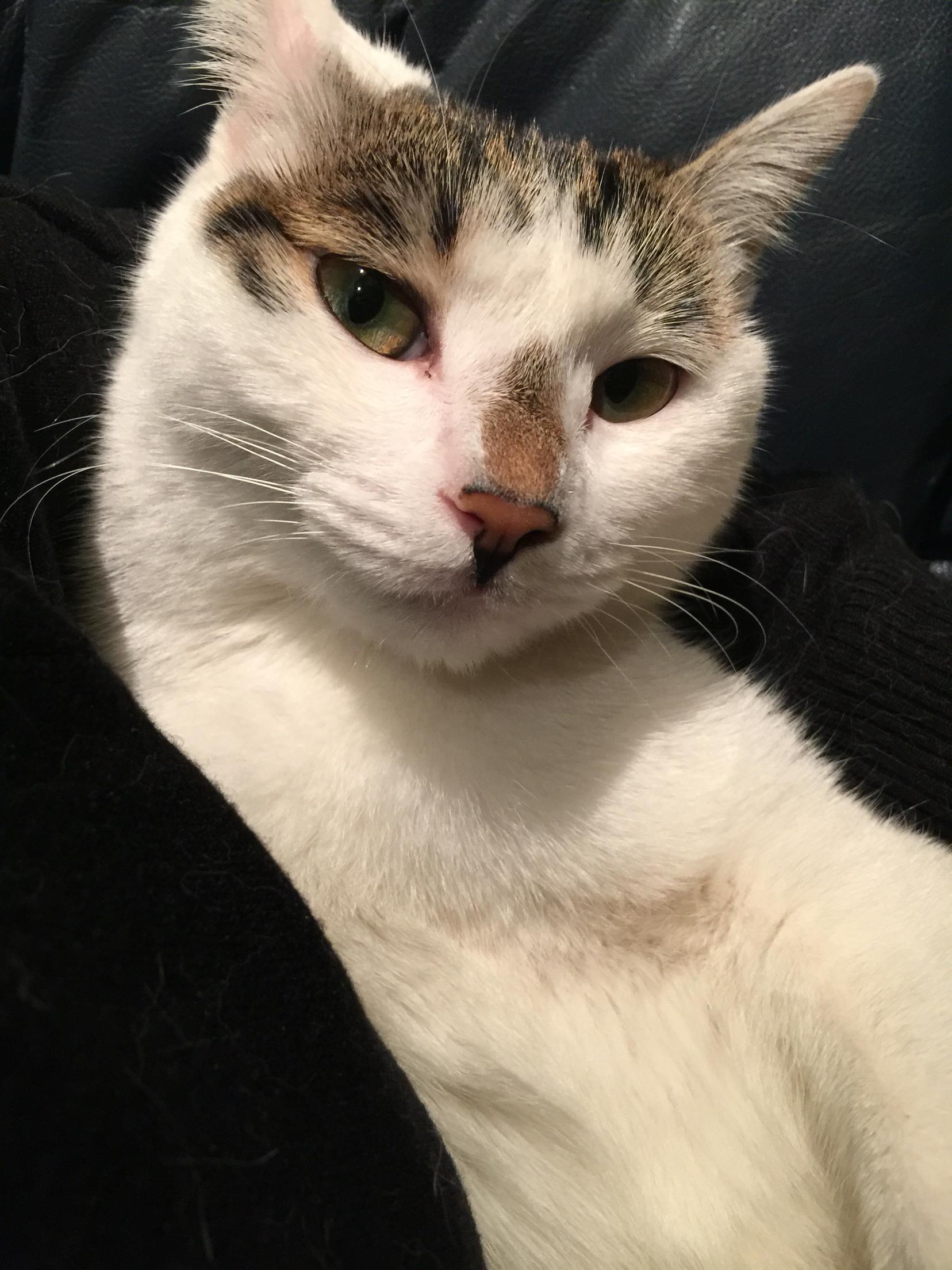 猫咪眼睛泪痕突然多