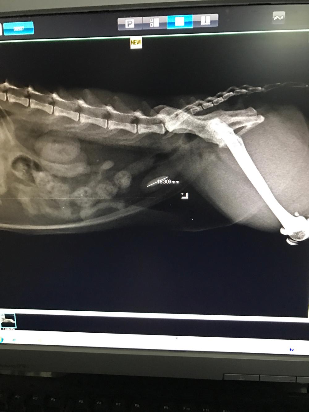 猫咪膀胱结石,是否必须做手术取出?