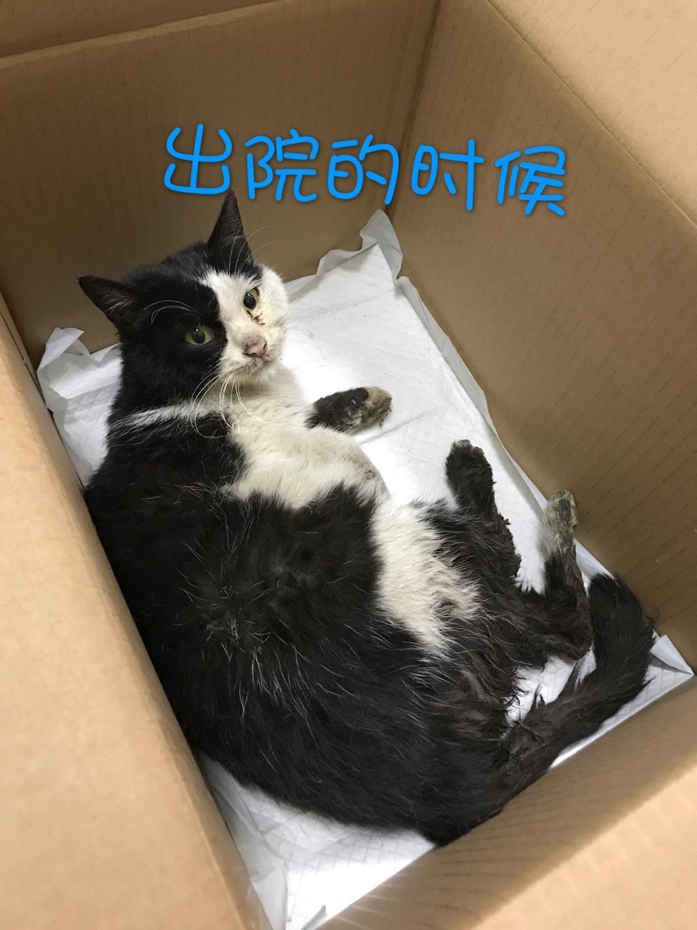 救助的流浪猫喜欢咬人怎么办 - 萌爪医生