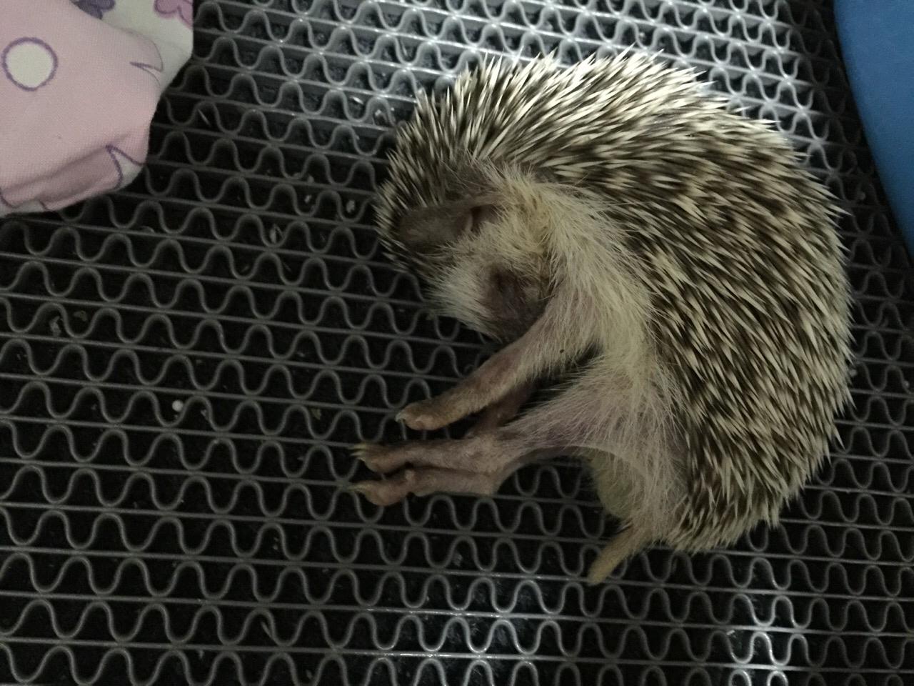 我家小刺猬病了