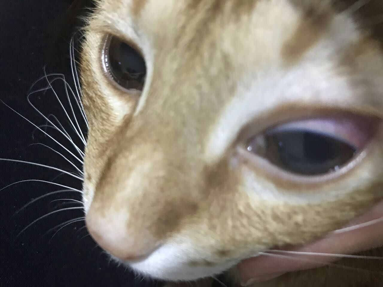 猫咪眼睛不适,怀疑是角膜炎