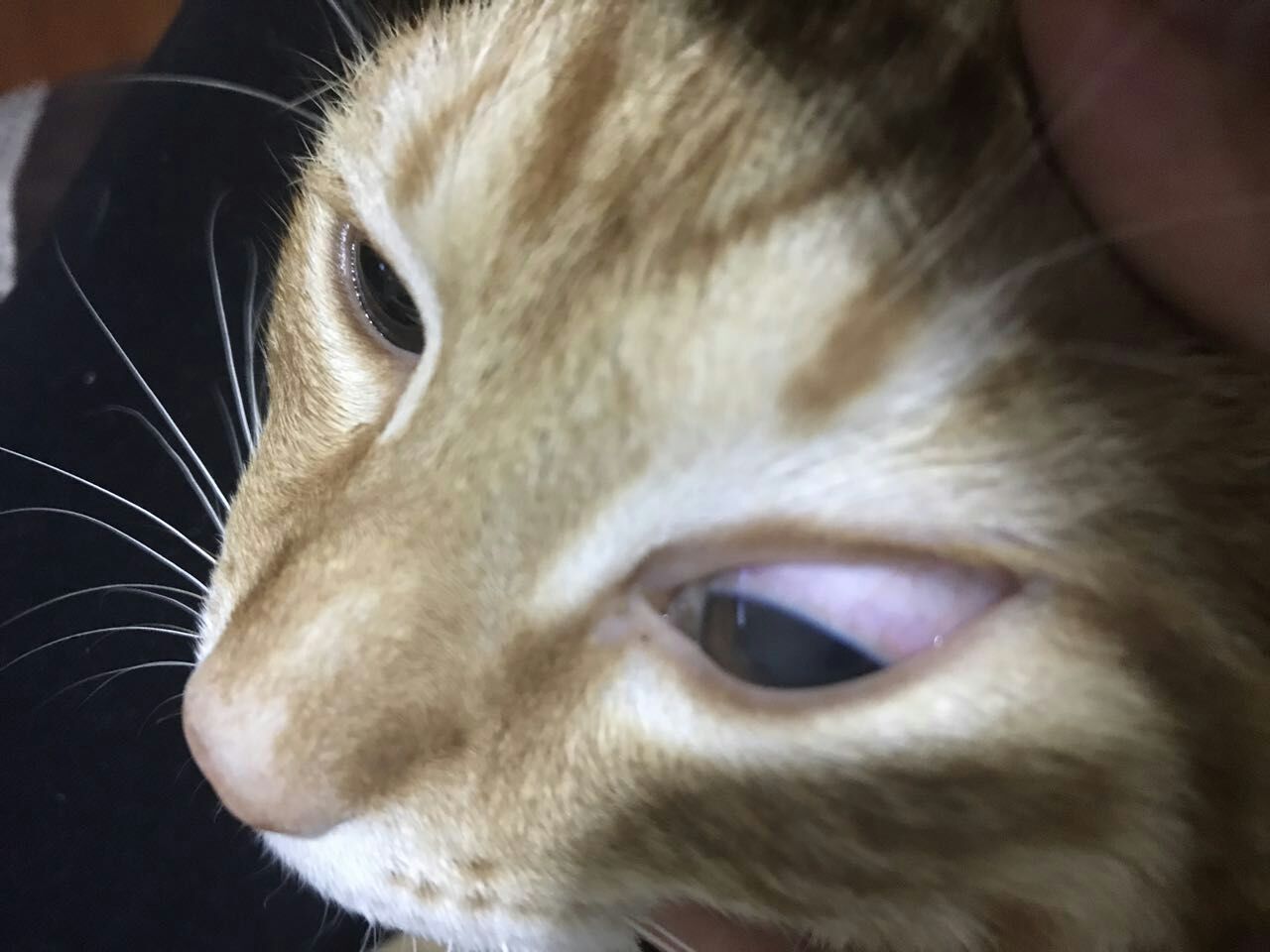眼睛角膜炎怎样治疗。