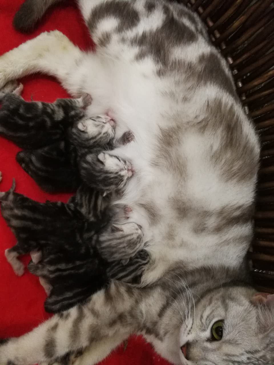 梦境中的温柔与警觉，解析梦到我想逗一只小猫结果被母猫咬破手的深层含义