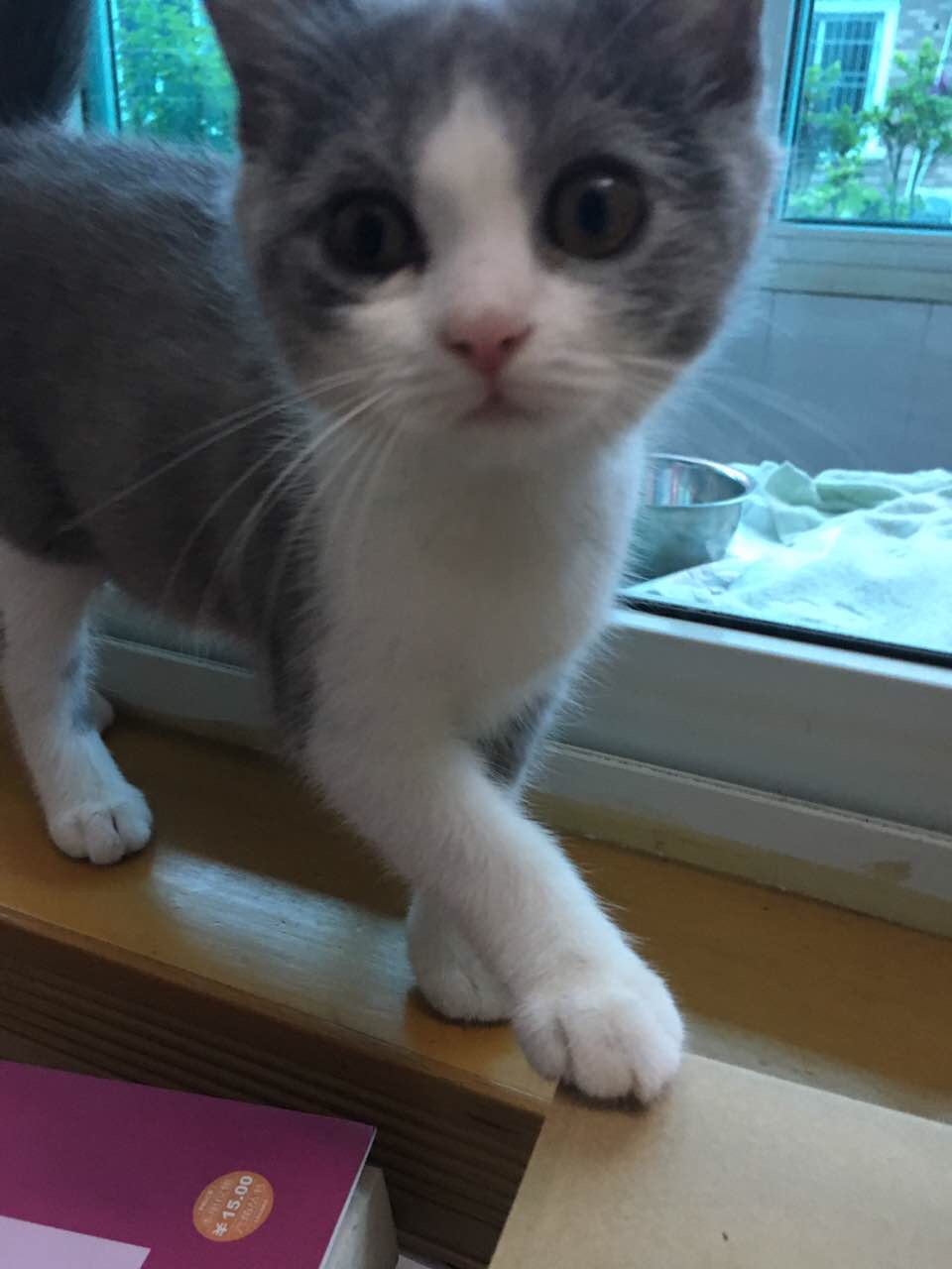我的猫好瘦而且鼻子颜色变浅了是不是生病了? 我的猫好瘦而且鼻子颜色变浅了是不是生病了?