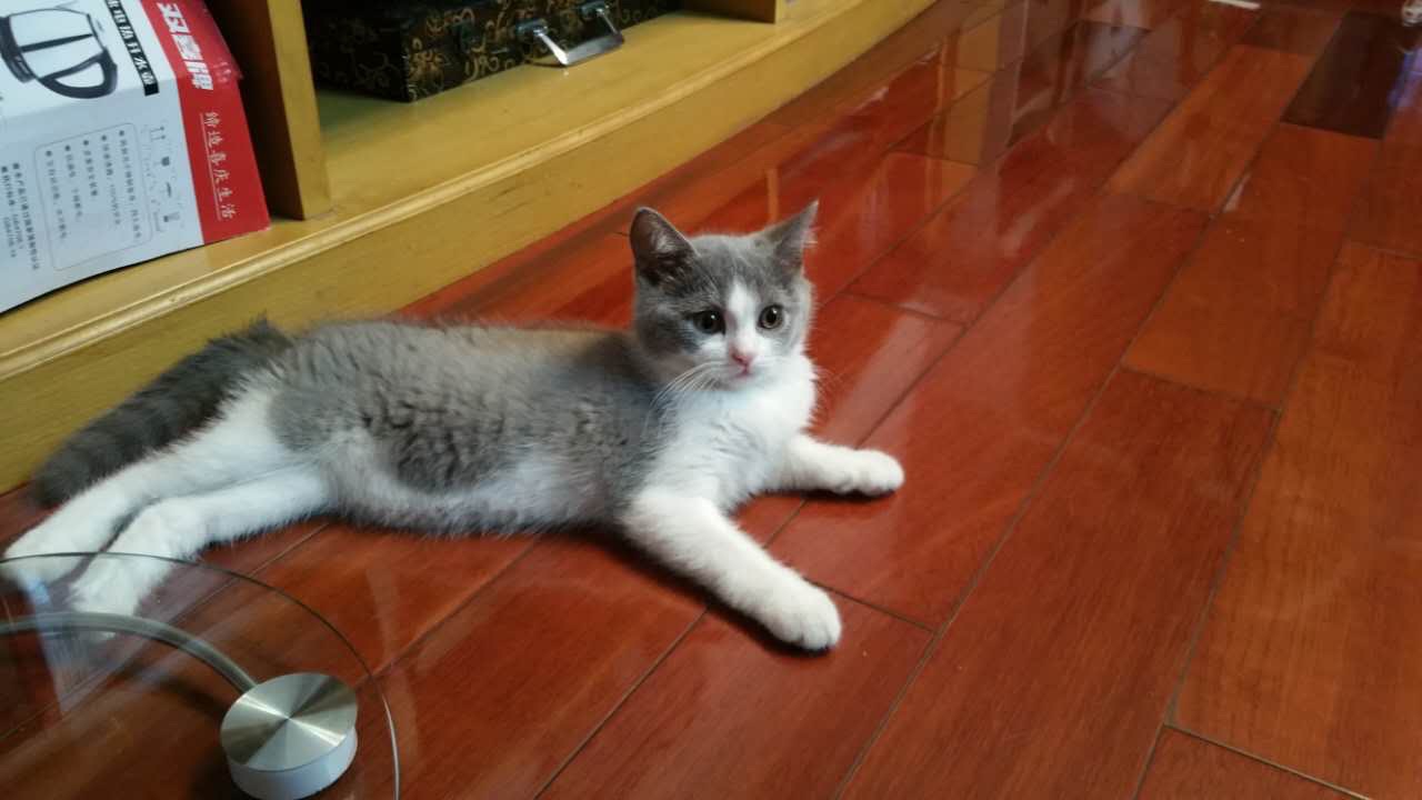 我的猫好瘦而且鼻子颜色变浅了是不是生病了? 我的猫好瘦而且鼻子颜色变浅了是不是生病了?