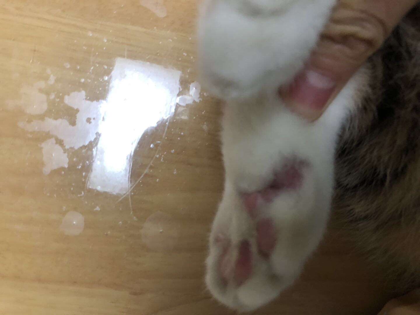 中华田园猫,耳朵后爪肉垫旁有秃毛,猫咪反复啃咬,已露出皮肤