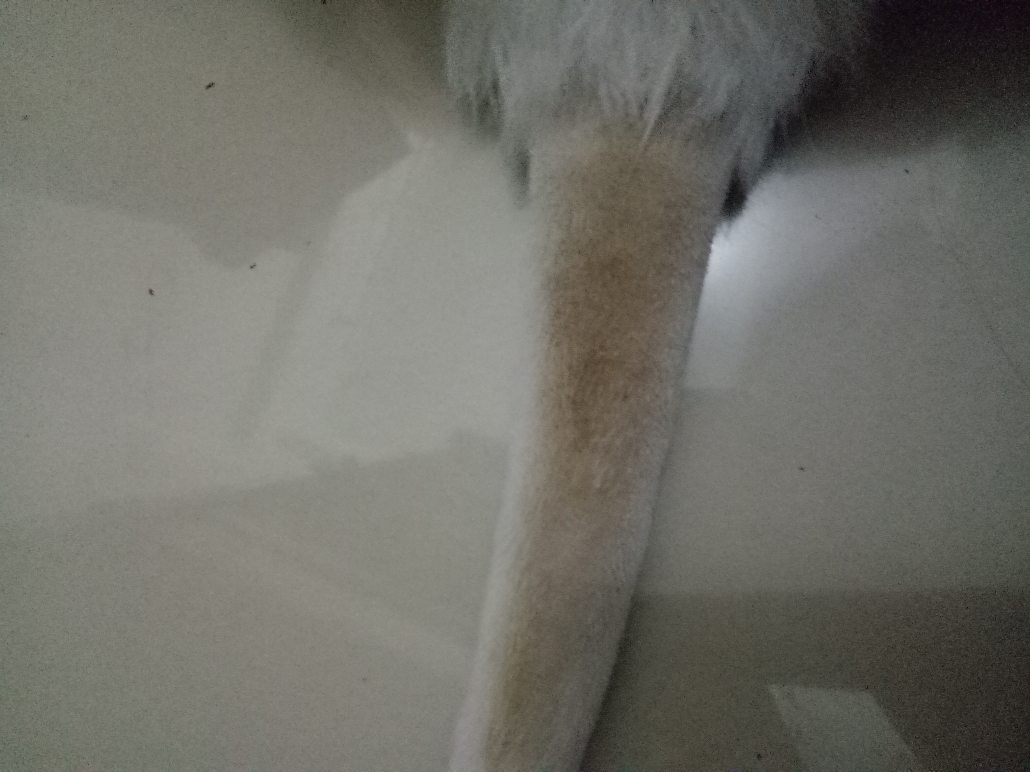 尾巴上有大片黑色颗粒物,洗干净后呈现黄色痕迹 尾巴上有大片黑色颗粒物,洗干净后呈现黄色痕迹