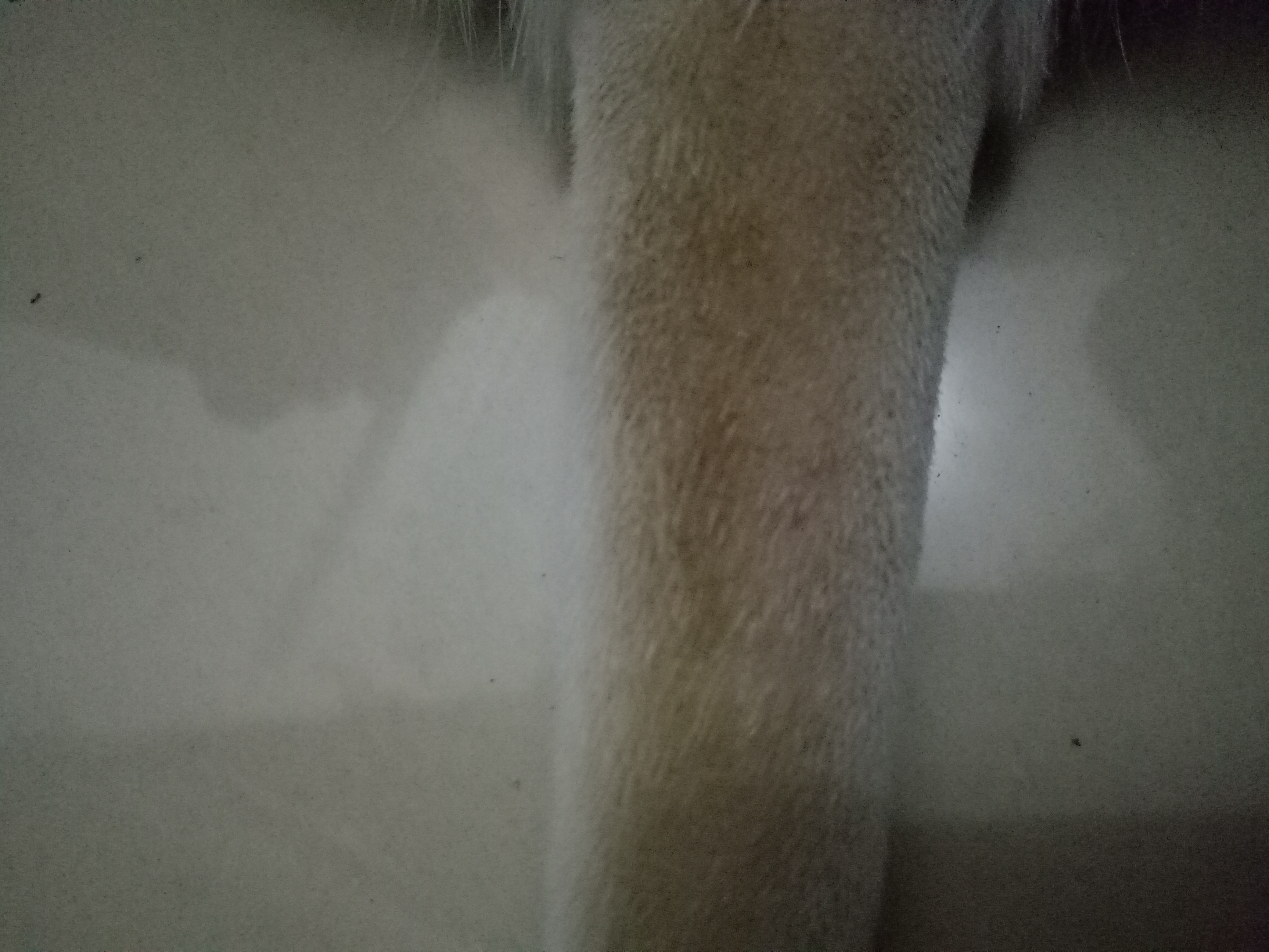 尾巴上有大片黑色颗粒物,洗干净后呈现黄色痕迹 尾巴上有大片黑色颗粒物,洗干净后呈现黄色痕迹