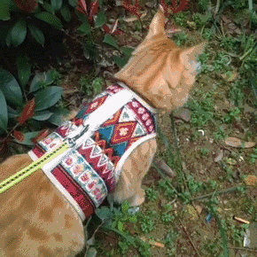 驯猫记(六):遛猫之室外训练