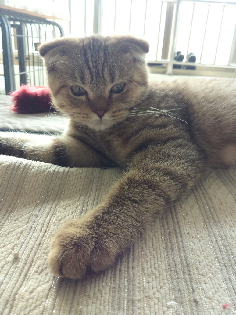猫咪身体(皮肤)肿胀 猫咪身体(皮肤)肿胀