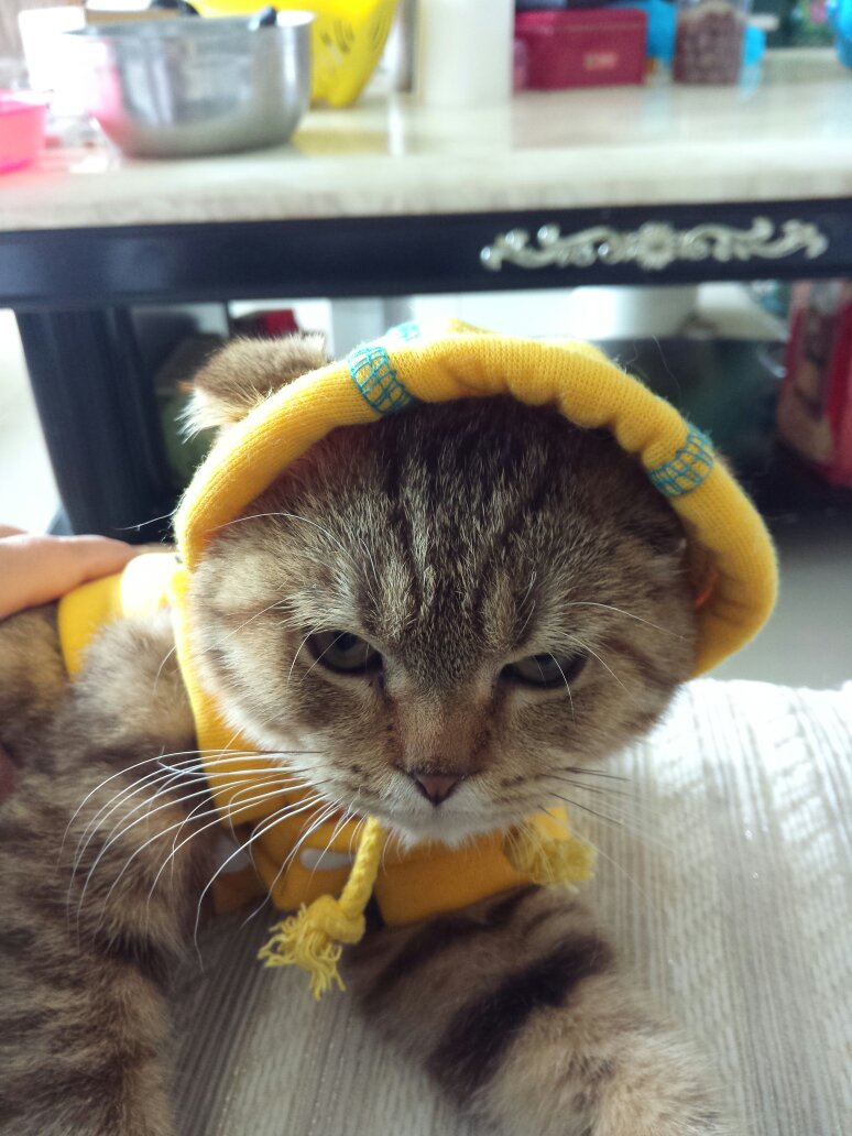 猫咪身体(皮肤)肿胀 猫咪身体(皮肤)肿胀
