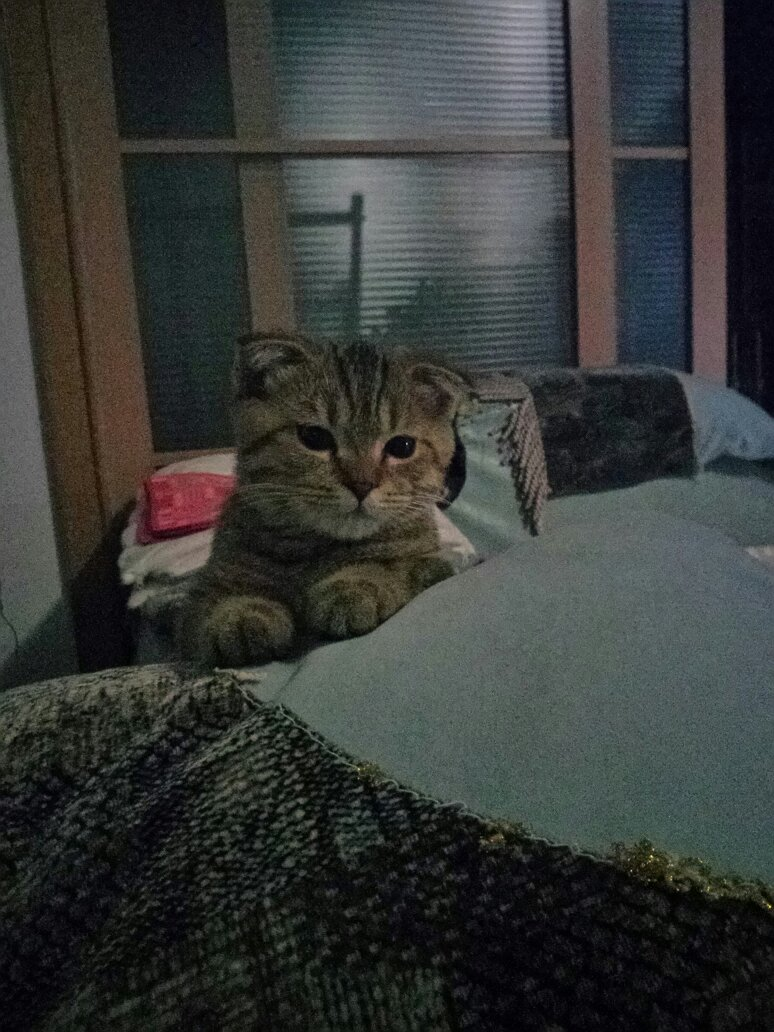 猫咪身体(皮肤)肿胀 猫咪身体(皮肤)肿胀
