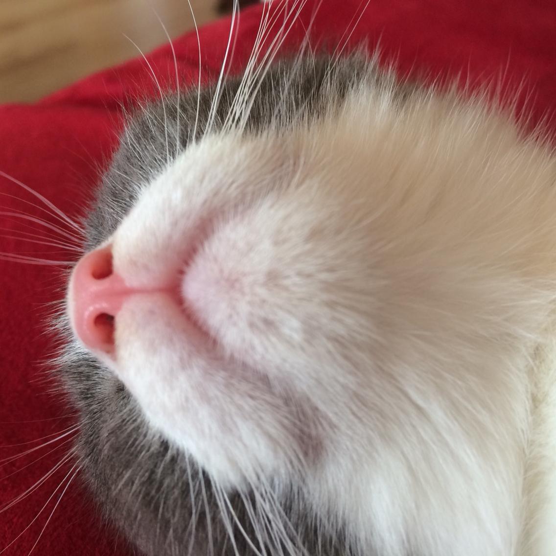 小猫鼻头肉垫发白
